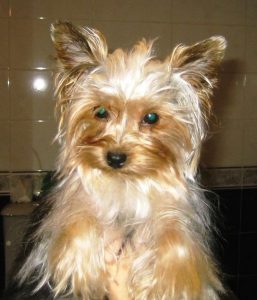 Yorkshire terriers