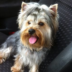 Puppy Yorkie in a chair