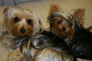 Two yorkies laying in the floor