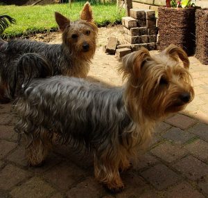 Yorkshire Terriers