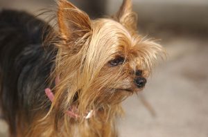 Biting Yorkie