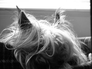 Protein Losing Enteropathy