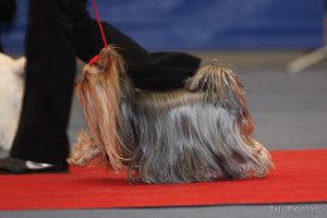 Training Obedience