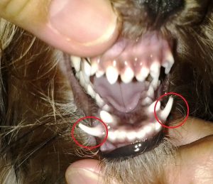 Brushing Teeth of Yorkie