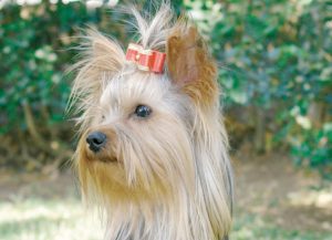 Treatment of Muscle Conditions in Yorkies