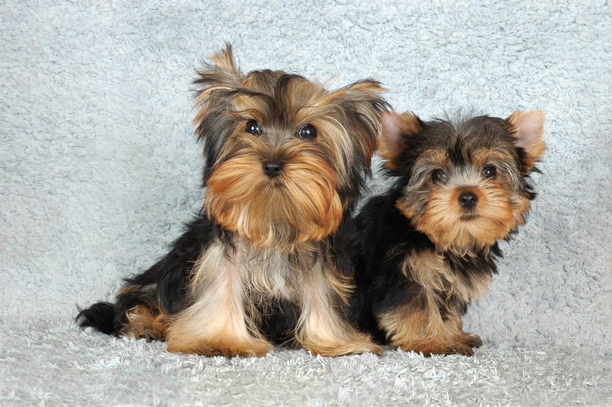 Male and Female Yorkie Terrier Newborn Yorkie Puppies