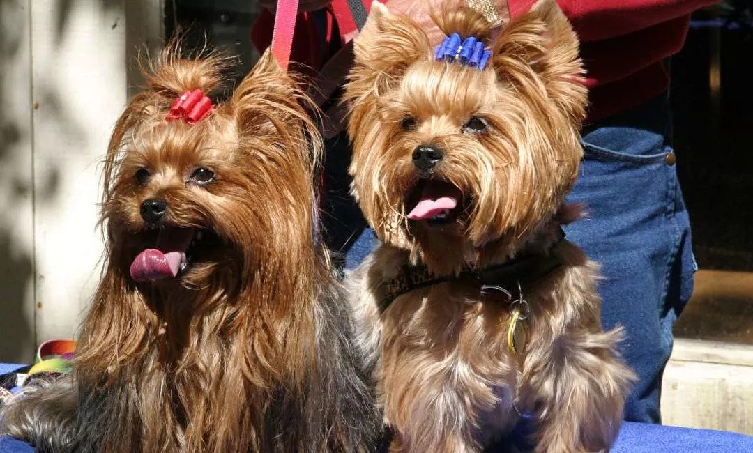 Male vs Female Yorkie