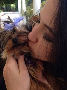 Photos of Ivy a toy Yorkie