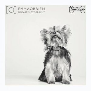 Black and white photos Toy Yorkie