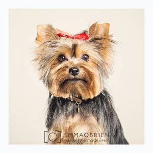Painting of toy Yorkie