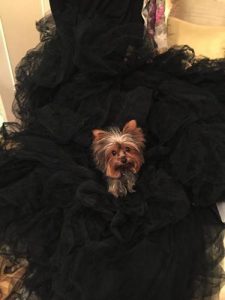 Toy Yorkie posing for photo