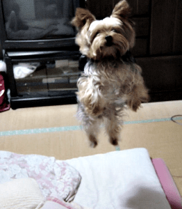 Yorkie Training Tips