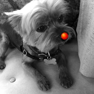 protect dog nose