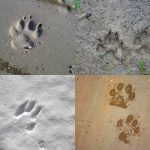 yorkie paws on a sand