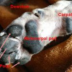 Sample of yorkie paws with label on the parts