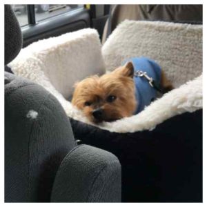 Leaving your Yorkie while on vacation