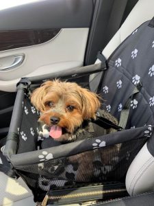 old yorkie