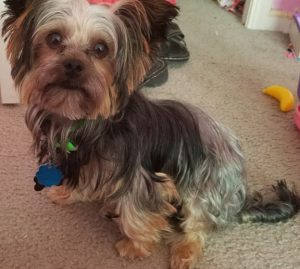 Prince Michael Yorkie