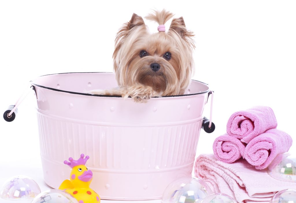 Bathe Yorkie