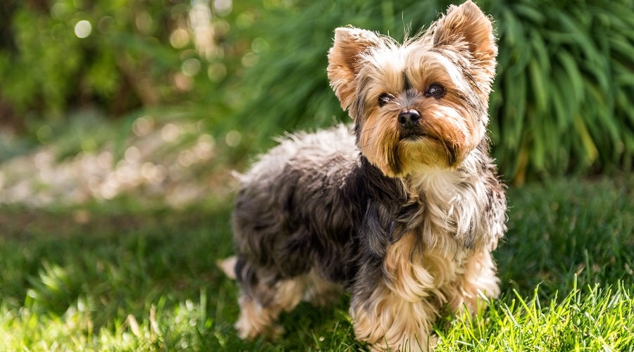 Yorkies in the grasses