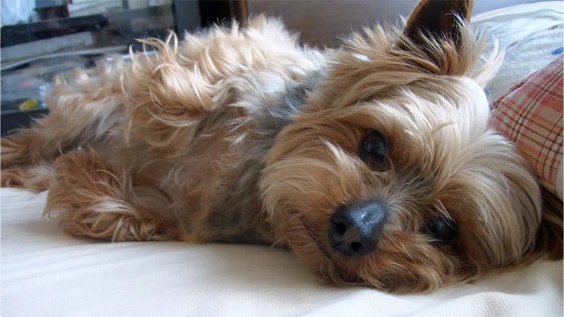 Puppy Cut