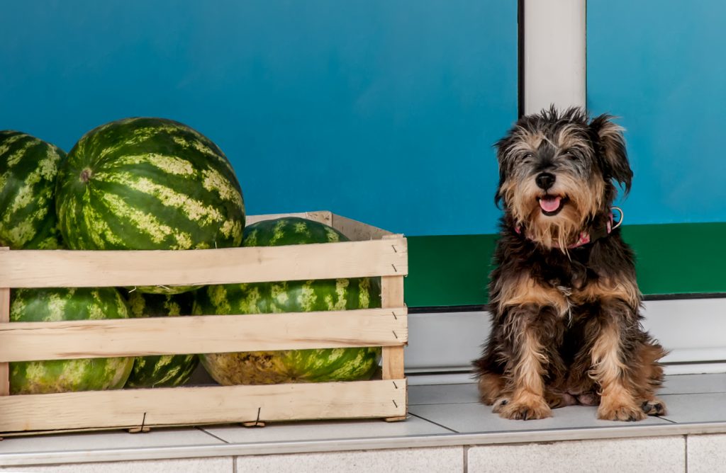 Yorkie Crate