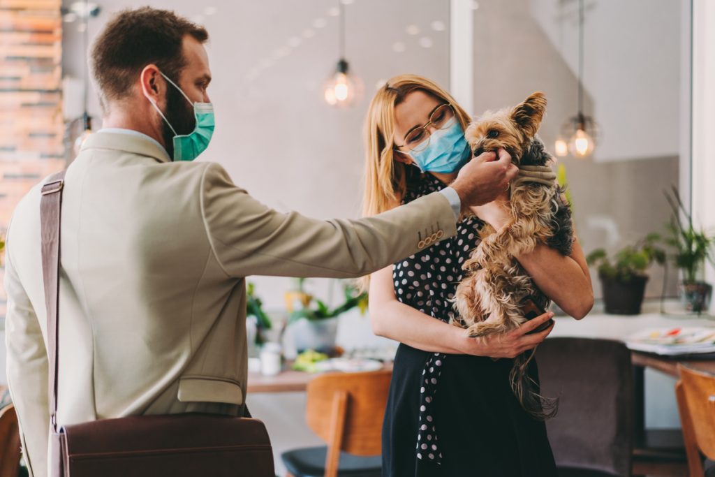 Yorkie Vet Care
