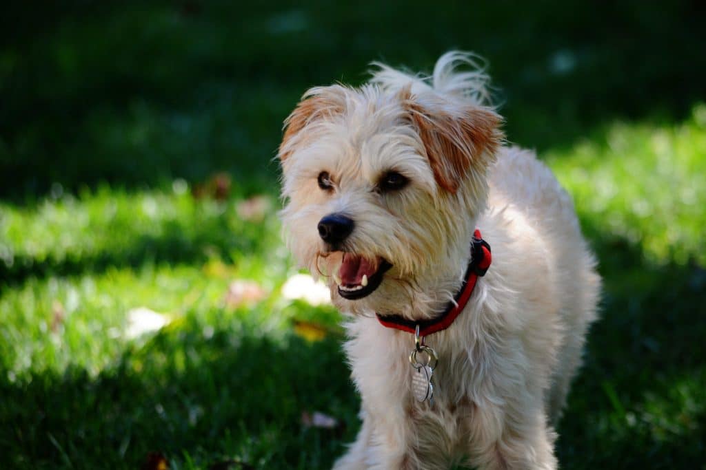 Puppy