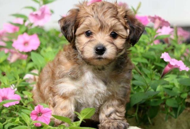 Puppy in the garden