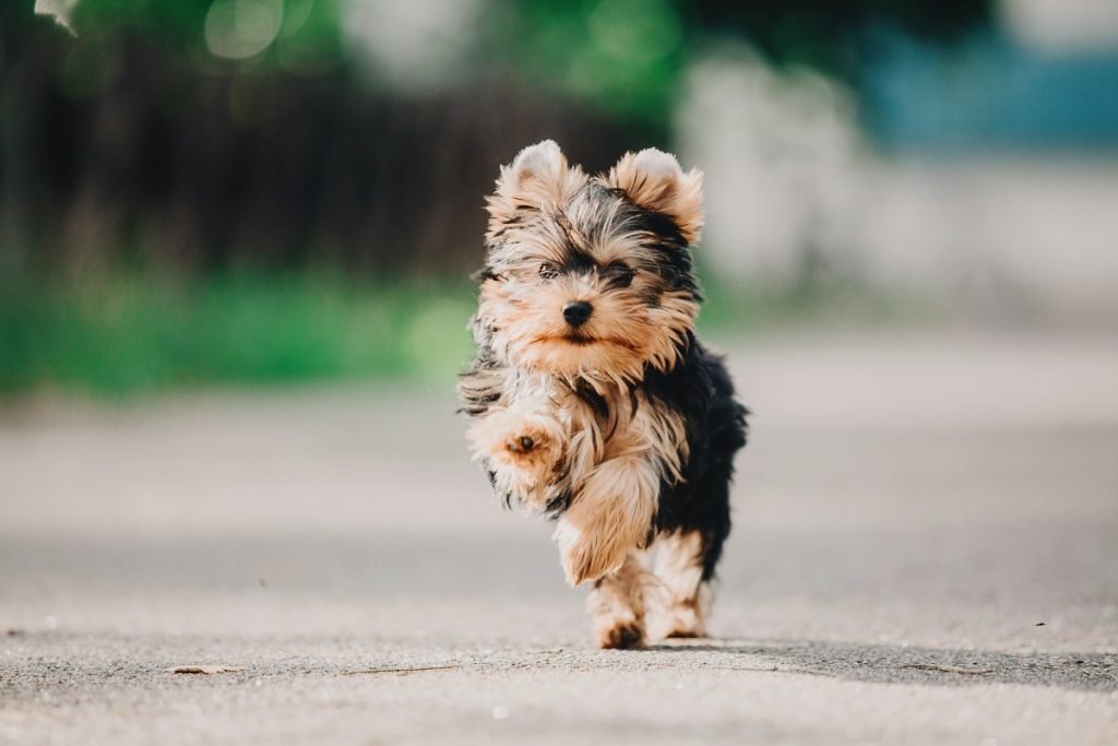YorkiePoo