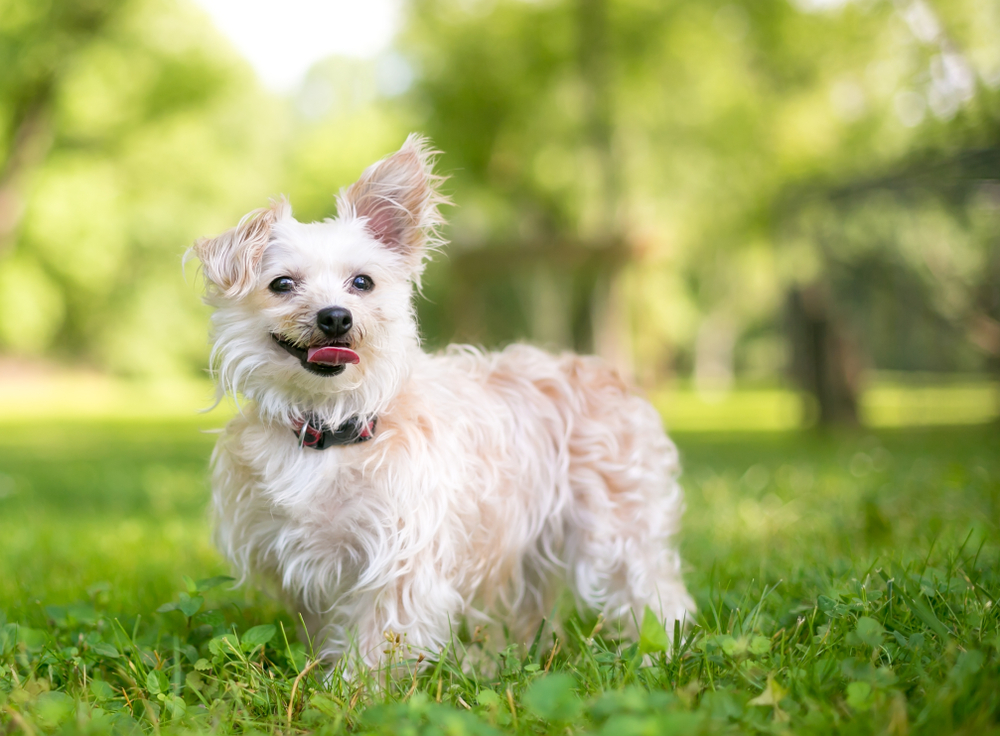 YorkiePoo