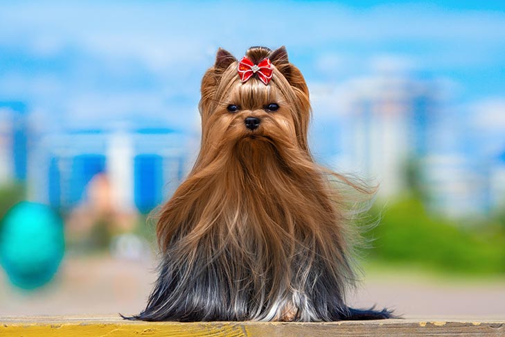 Yorkie on a sunny day