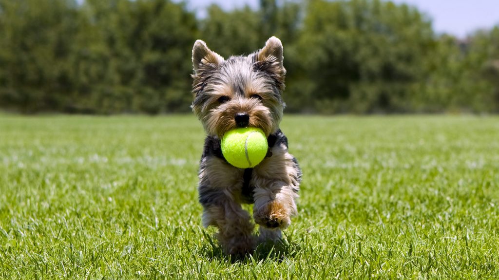 Best Toys for Yorkies