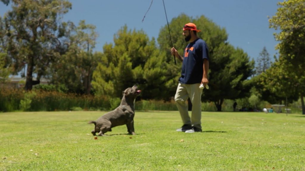Play with a Flirt Pole - games to play with your dog