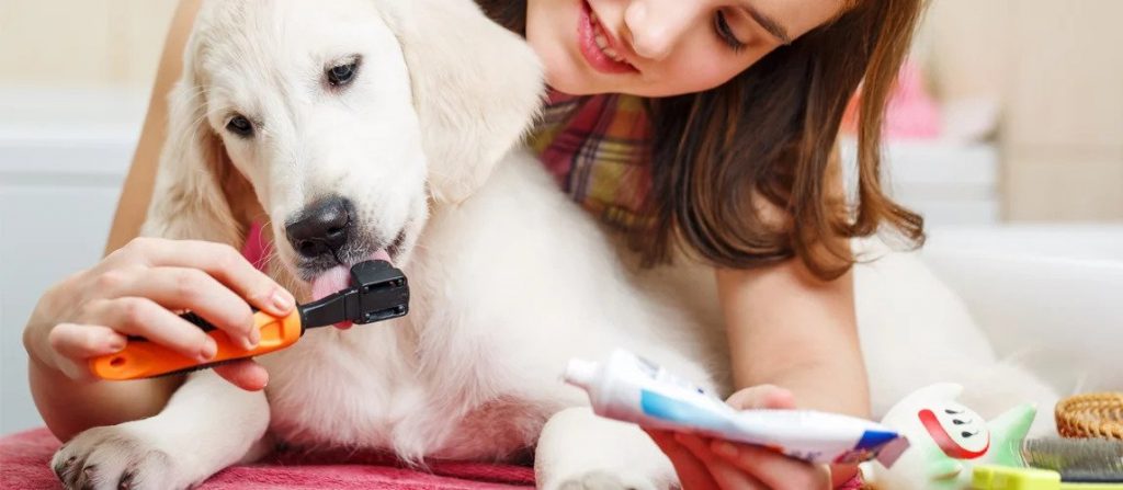 Best Dog Toothpaste