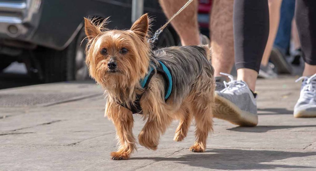 Choosing The Best Yorkie Harness