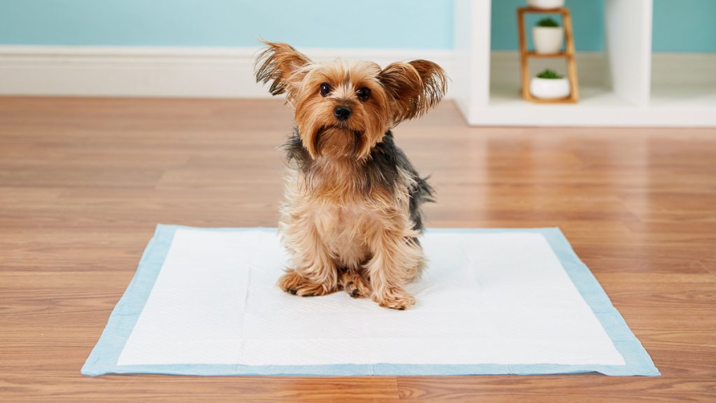 Potty Pad