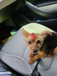 Bella of Debbie Barney