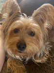 Dexter of Patricia Strait