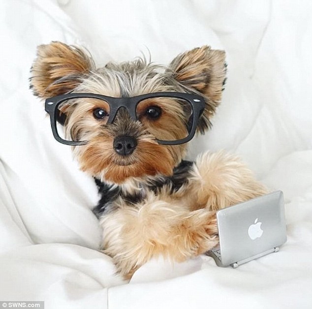 Are Yorkies the Smartest Small Dogs? - Yorkie Passion