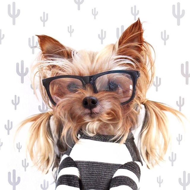 Are Yorkies the Smartest Small Dogs? - Yorkie Passion