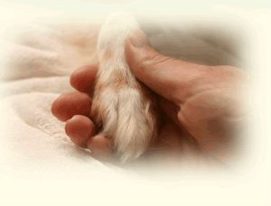 Hand Holding Paw