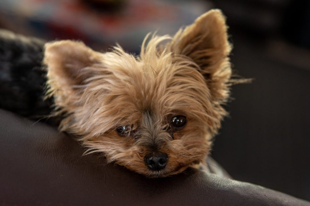 puppy photo