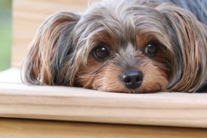 Sad Yorkie
