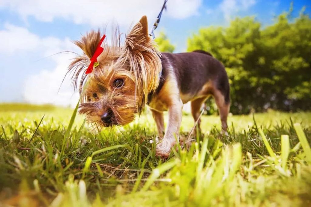 Collar or Harness for Yorkie