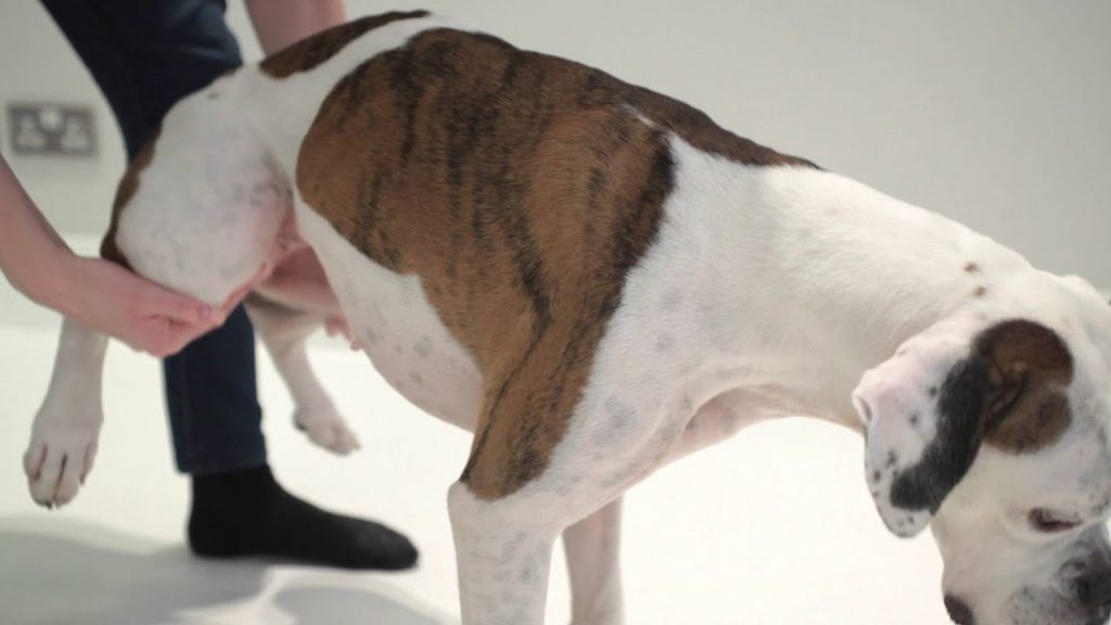 Save a Choking Dog
