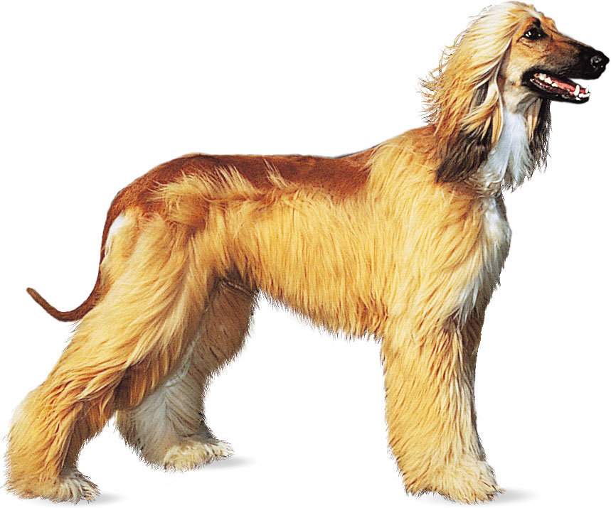 Afghan Hounds
