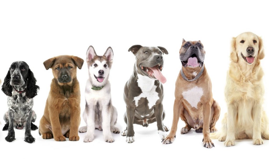 Longest Living Dog Breeds