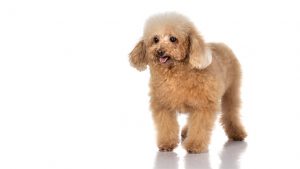 Toy Poodle Dog Breed
