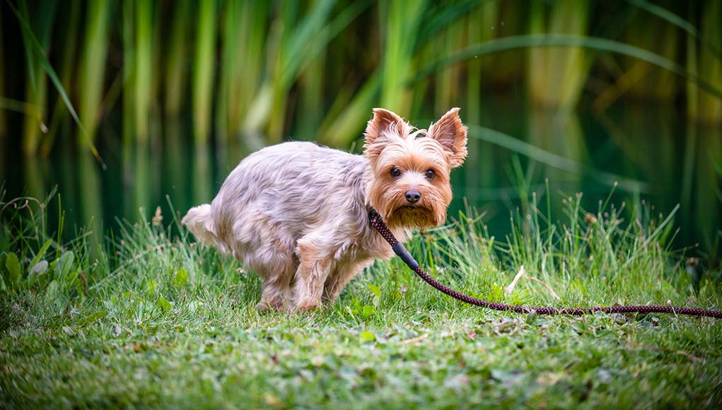 yorkie constipation